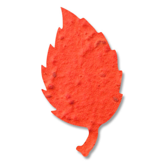 red orange aspen leaf seed paper