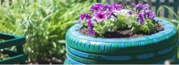 Purple Flowers in a tire