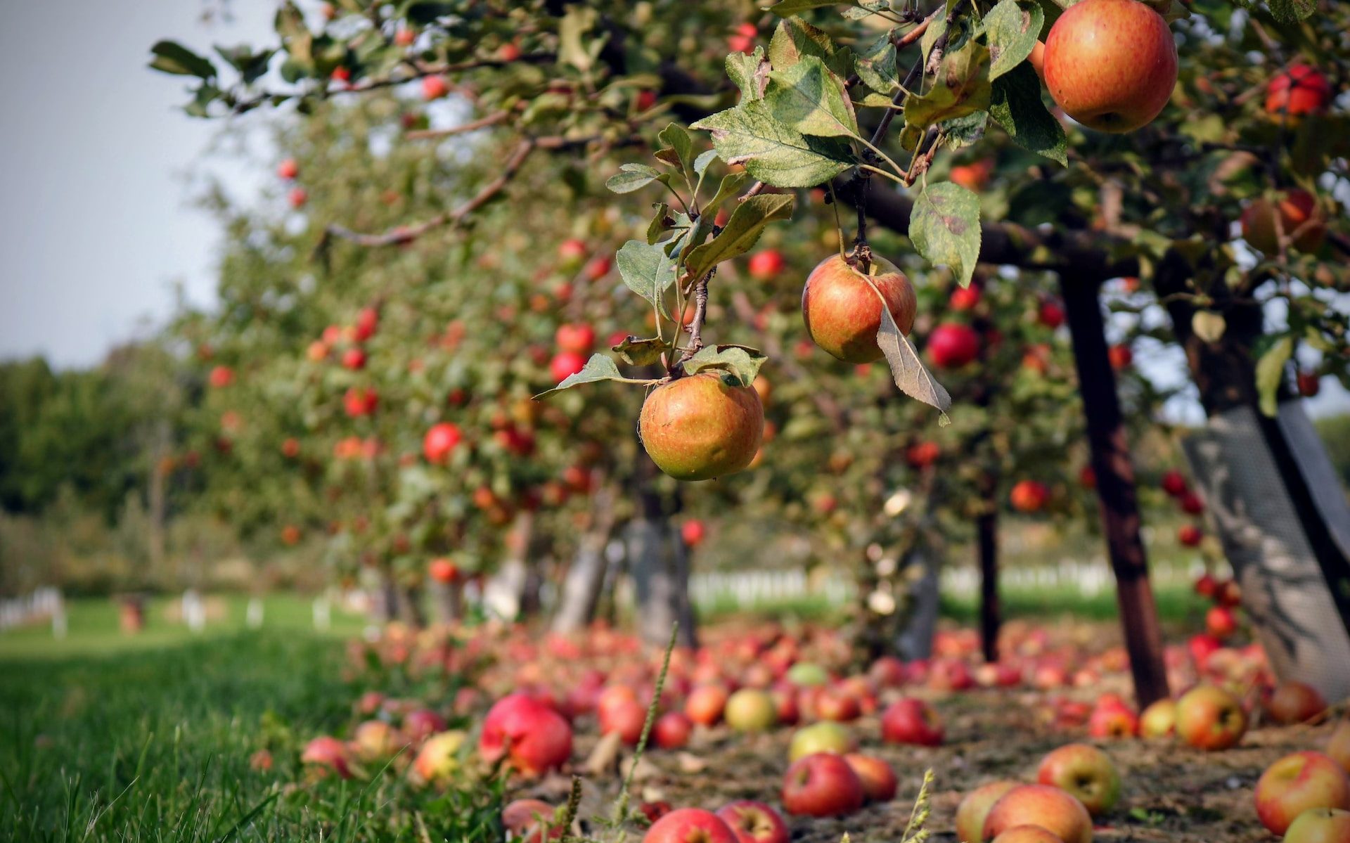 apple orchard