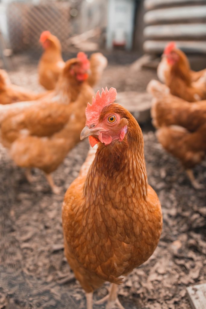 Brown Chicken looking at Camera