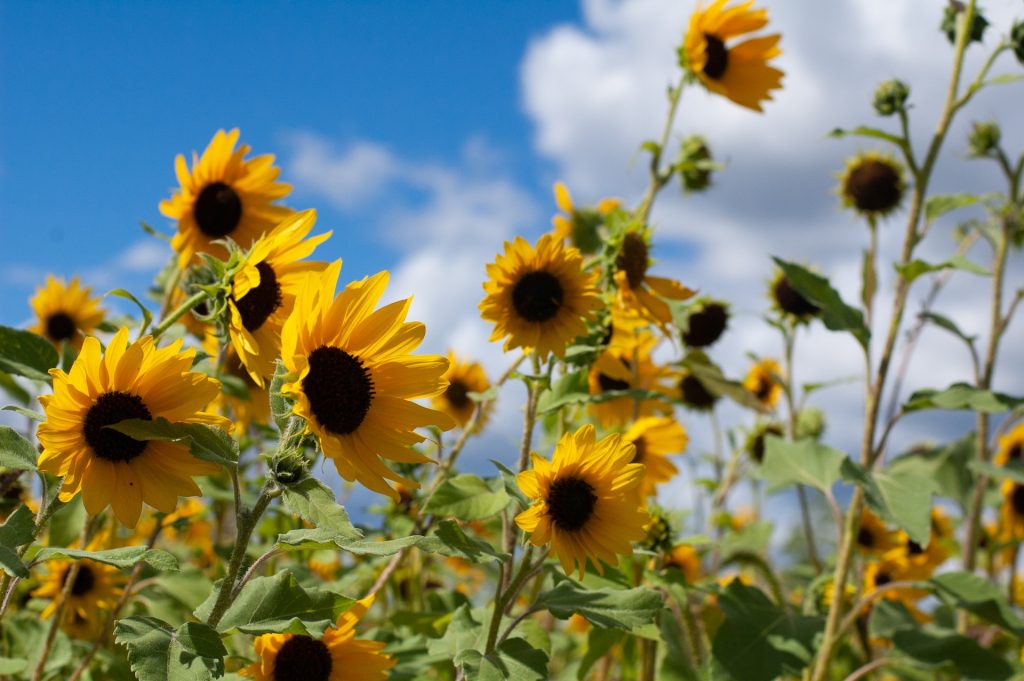 sunflowers in the wild