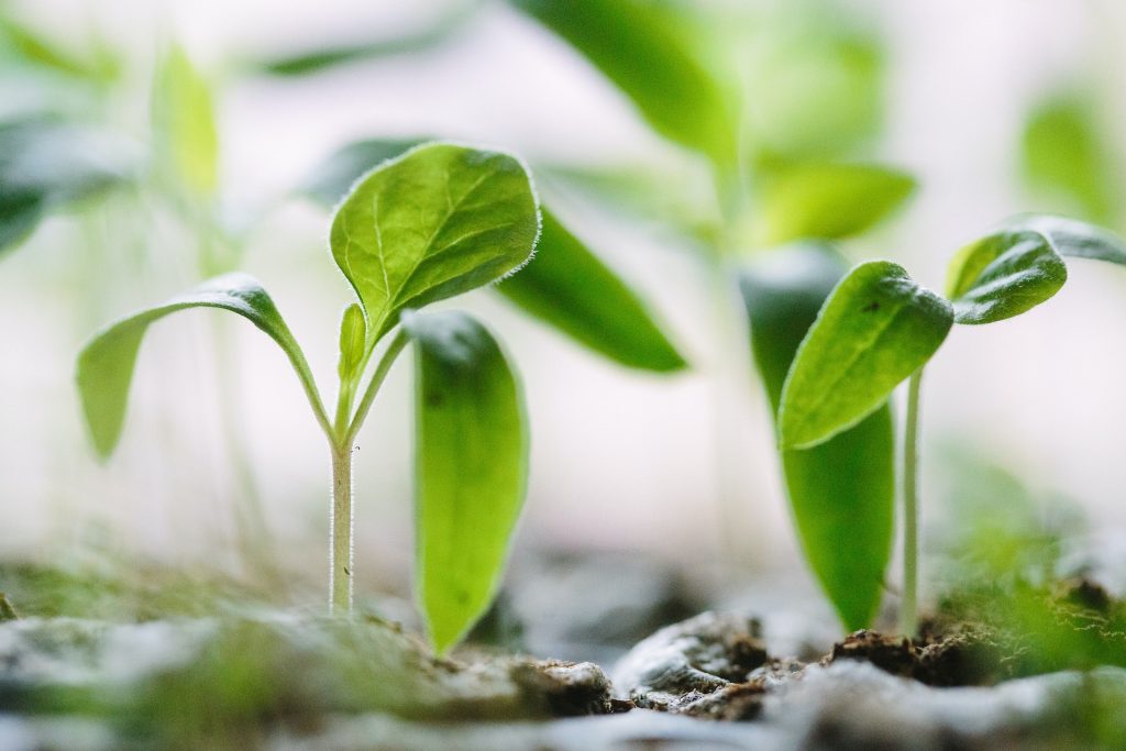 sprouts growing on paper