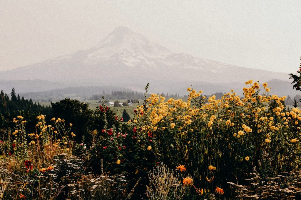 wildflowers in a field